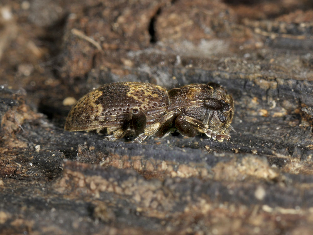 Parmena unifasciata?